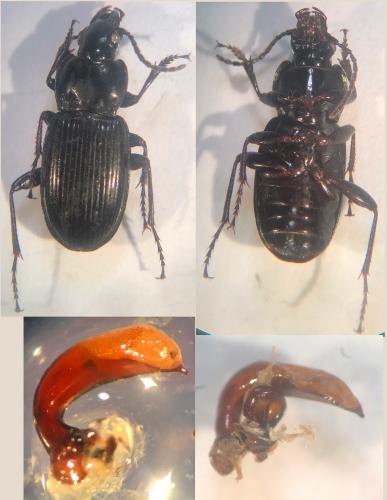 Réf. 354 169 : Pterostichus morio