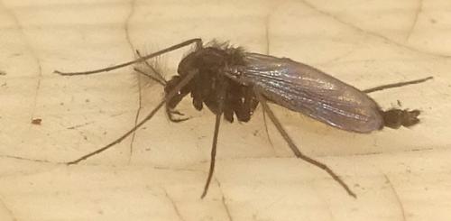 Réf. 354 766 : Orthocladiinae inconnu