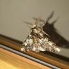 354033 – Photo : Mathurin CARNET – France (58)