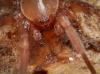 Cicurina sp.