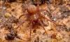 Cicurina sp.