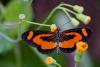 354964 – Photo : Lionel Casset – Gabon
