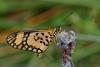 354962 – Photo : Lionel Casset – Gabon