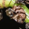 354959 – Photo : Bernard Perthuis – Guyane française