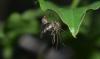 354314 – Photo : Numayta – France (68)