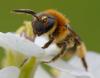 354224 – Photo : ANDRE LABETAA – France (66)