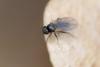 354145 – Photo : ANDRE LABETAA – France (66)