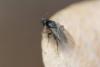 354146 – Photo : ANDRE LABETAA – France (66)