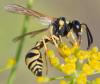354111 – Photo : ANDRE LABETAA – France (66)