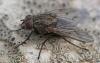 354240 – Photo : ANDRE LABETAA – France (66)