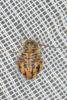 354979 – Photo : Shamar Brook – France (13)