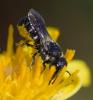 354153 – Photo : ANDRE LABETAA – France (66)