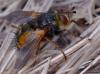 354026 – Photo : ANDRE LABETAA – France (66)