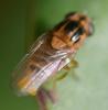 354684 – Photo : ANDRE LABETAA – France (66)