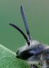 354340 – Photo : ANDRE LABETAA – France (66)