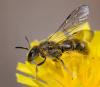 354365 – Photo : ANDRE LABETAA – France (66)