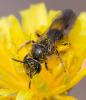 354367 – Photo : ANDRE LABETAA – France (66)