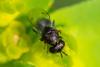 354567 – Photo : Bernard Saquet – France (12)