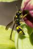 354922 – Photo : Bernard Saquet – France (12)