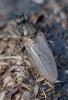 354943 – Photo : ANDRE LABETAA – France (66)
