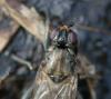 354925 – Photo : ANDRE LABETAA – France (11)