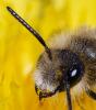 354248 – Photo : ANDRE LABETAA – France (66)