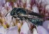 354375 – Photo : ANDRE LABETAA – France (66)