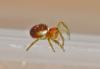 354483 – Photo : Oryctes – France (59)