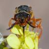 354301 – Photo : ANDRE LABETAA – France (66)