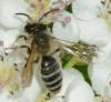 354291 – Photo : ANDRE LABETAA – France (66)