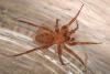 Cicurina sp.