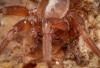 Cicurina sp.