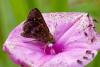 354900 – Photo : Lionel Casset – Gabon