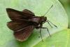 354901 – Photo : Lionel Casset – Gabon