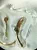 354004 – Photo : Tristan Maury-Caudal – France (49)