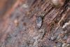 354946 – Photo : Merlin HUMBERT – France (77)