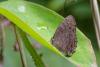 354309 – Photo : Lionel Casset – Gabon