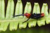 354180 – Photo : Lionel Casset – Gabon