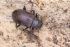 354109 – Photo : Lionel Casset – Gabon