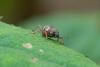 354897 – Photo : Claude Chavand – Philippines