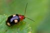 354152 – Photo : Lionel Casset – Gabon