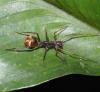 354957 – Photo : Bernard Perthuis – Guyane française