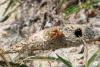 354413 – Photo : Lionel Casset – Gabon