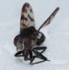 354131 – Photo : Bernard Perthuis – Guyane française