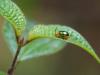 354494 – Photo : Denis Paccard – Madagascar