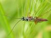 354446 – Photo : Bobabar – France (95)