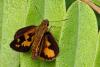 354902 – Photo : Lionel Casset – Gabon