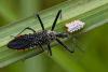 354229 – Photo : Lionel Casset – Gabon