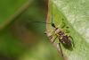 354230 – Photo : Lionel Casset – Gabon