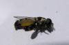 354590 – Photo : Brieuc MENAGER – Mayotte